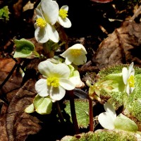 Begonia tenera Dryand.